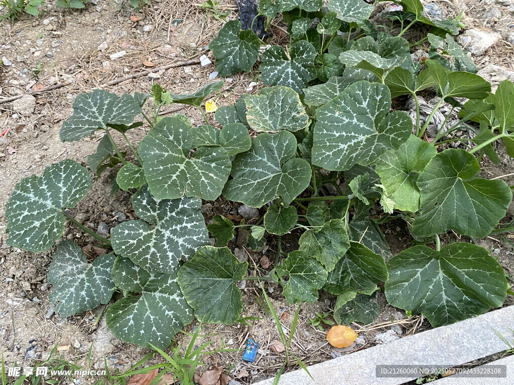 冬瓜秧