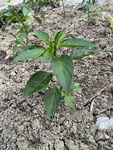 辣椒植株