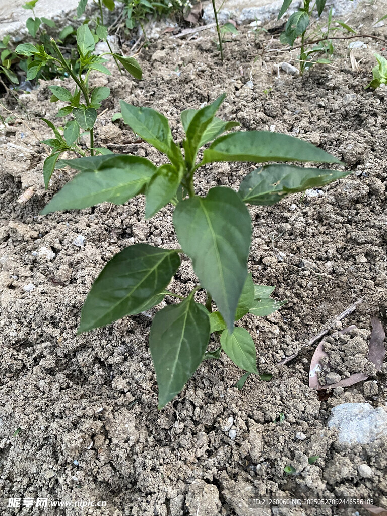 辣椒植株