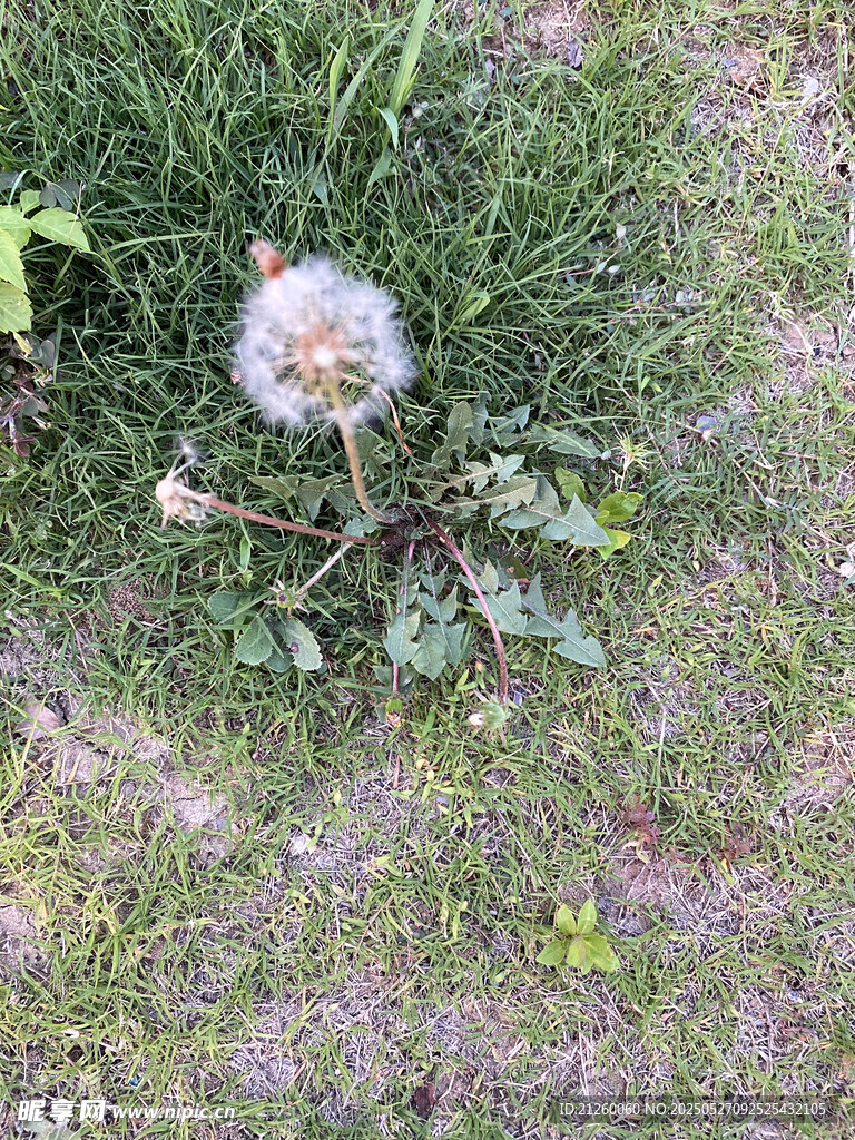 蒲公英