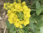 油菜花