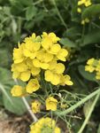 油菜花