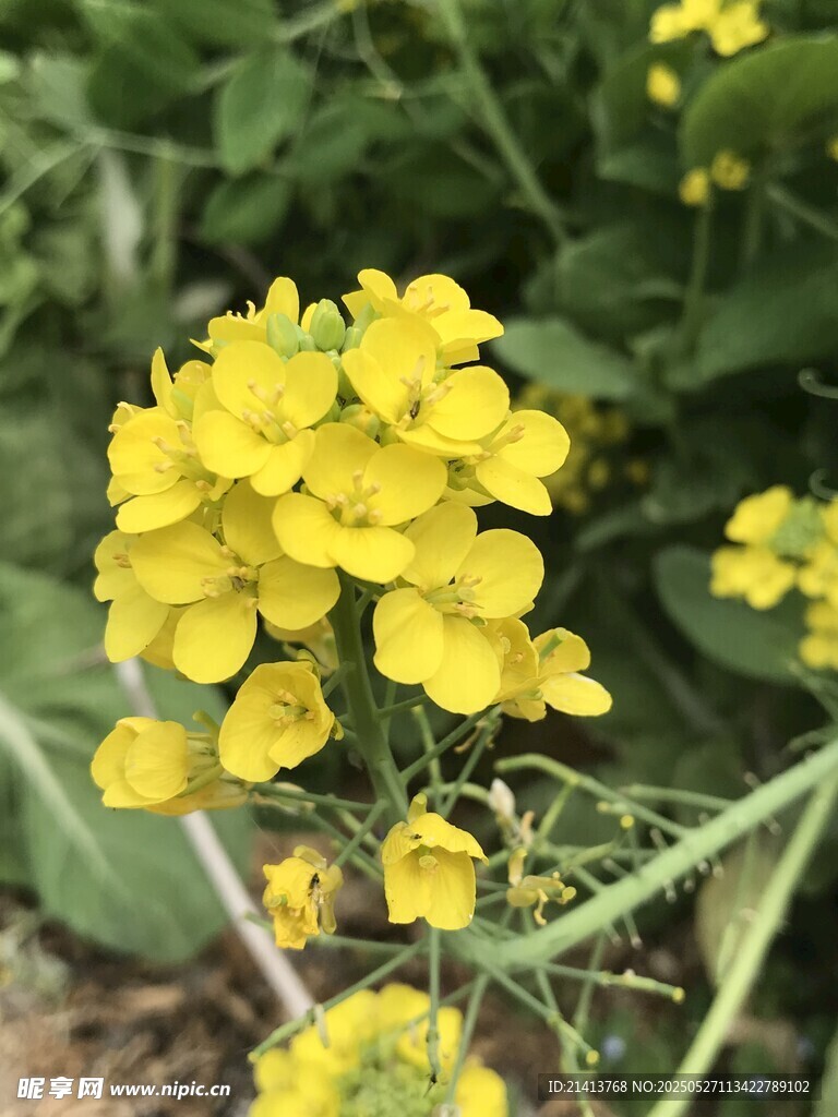 油菜花