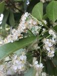 枝头绽放的白色小花