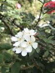 白色花朵绽放枝头