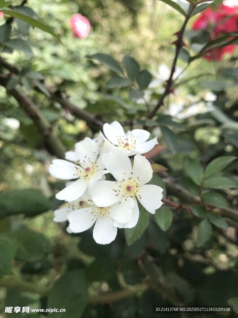 白色花朵绽放枝头