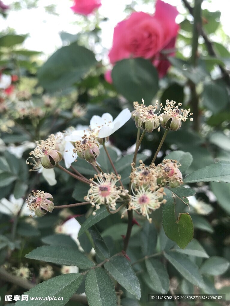 多彩花卉绽放生机