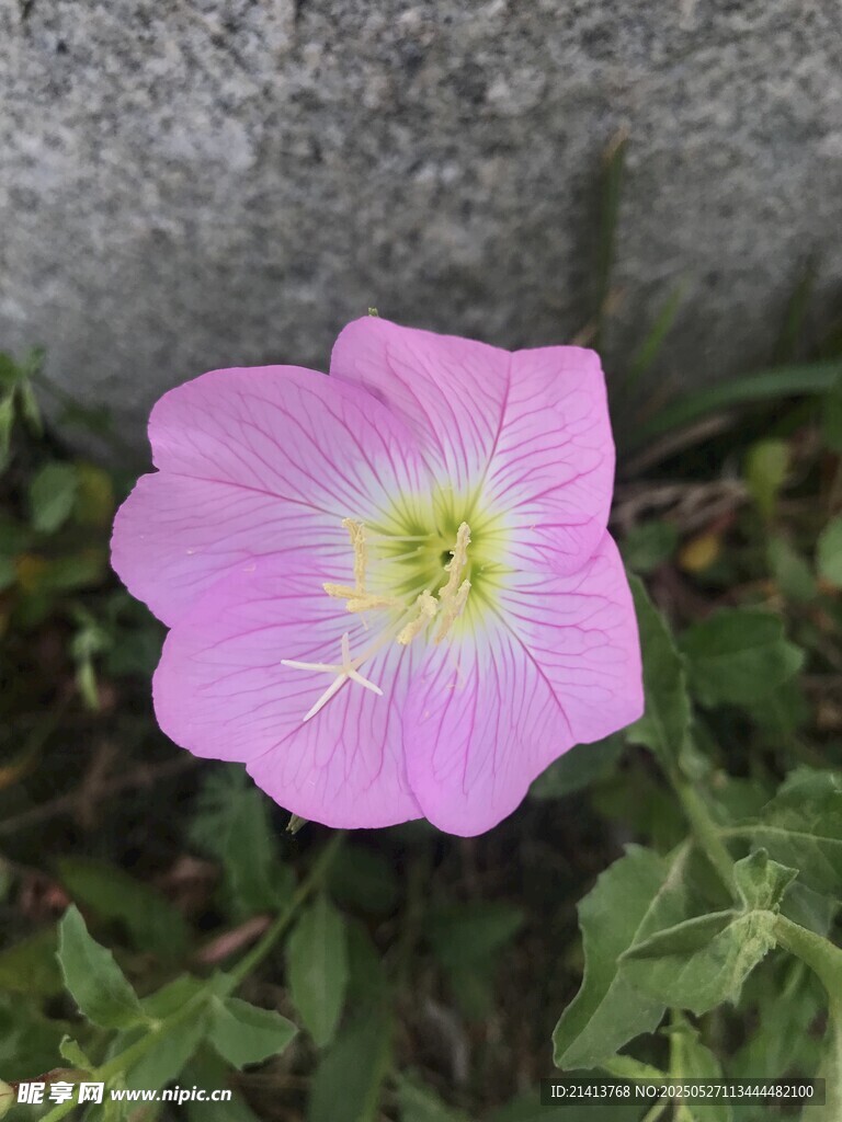 娇艳粉色野花特写