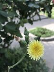 绽放的黄色蒲公英花朵