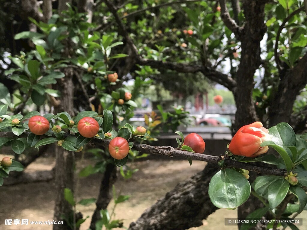 果园里的成熟石榴树
