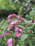 粉色蔷薇花枝绽放