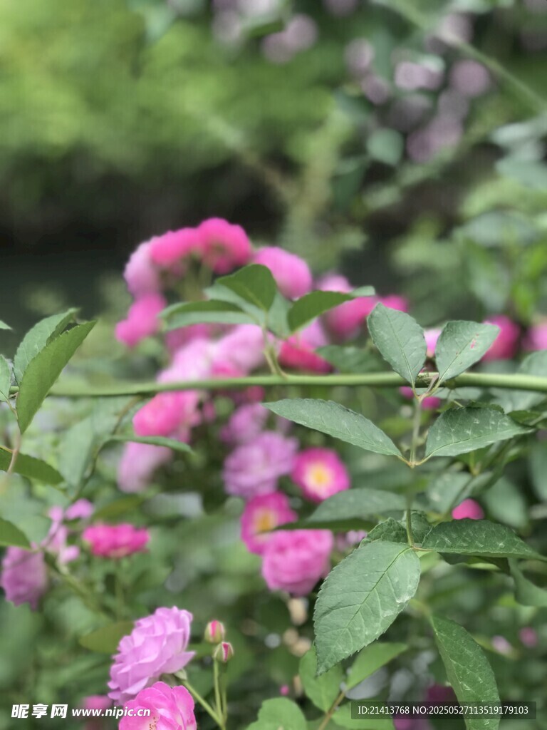 粉色蔷薇花枝绽放