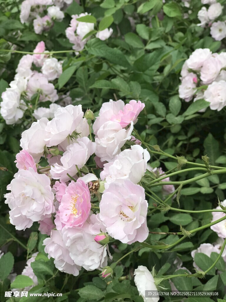 粉色白色簇拥的美丽蔷薇