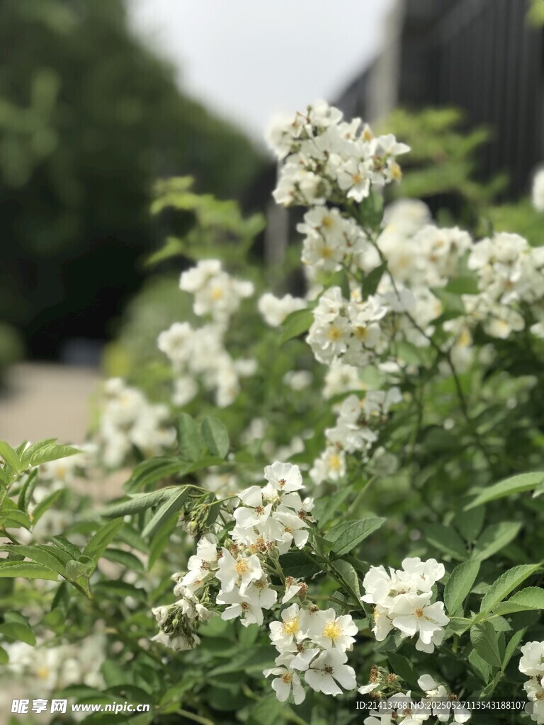 洁白繁茂的绣线菊绽放