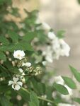 白色小花绽放绿叶间