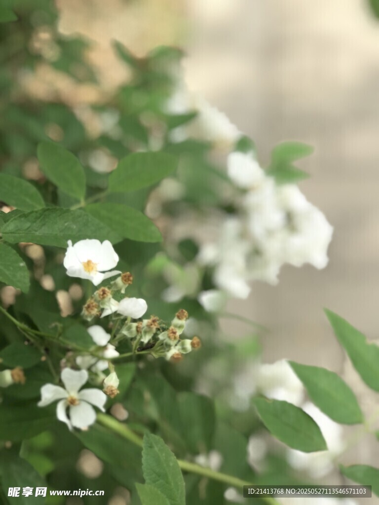 白色小花绽放绿叶间