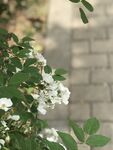 墙边绽放的白色蔷薇花