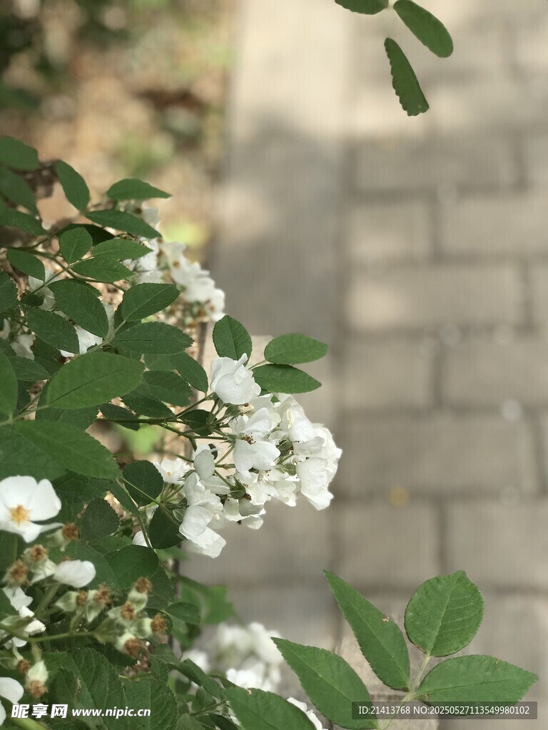 墙边绽放的白色蔷薇花