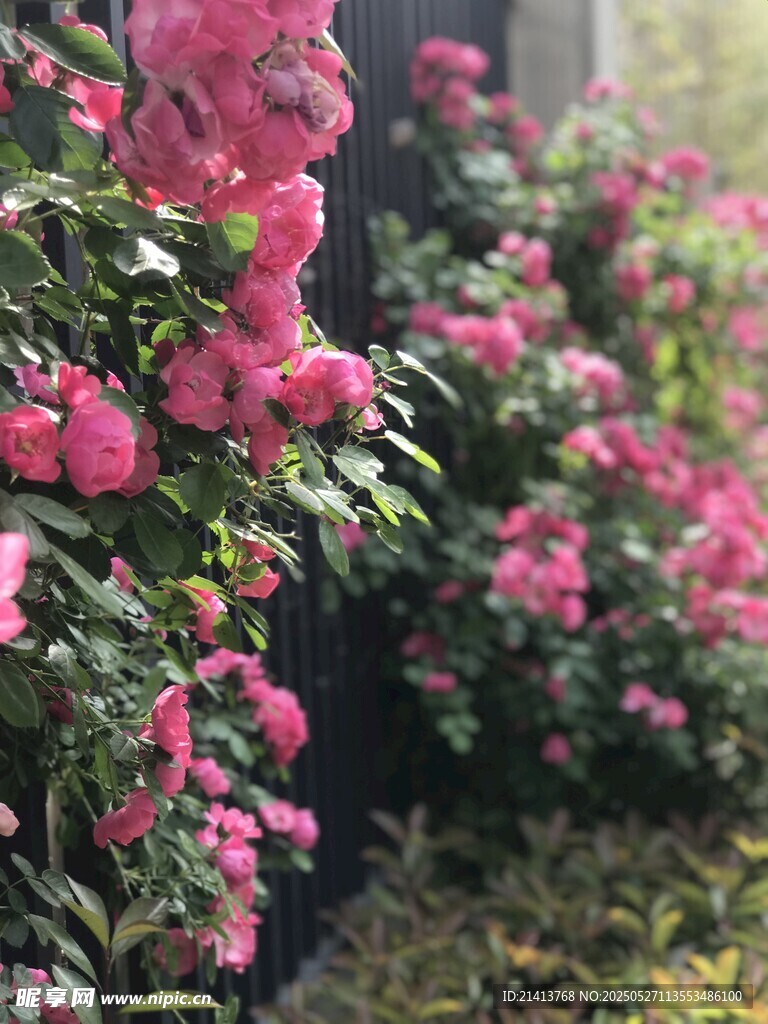 粉色繁花绽放的美丽景致