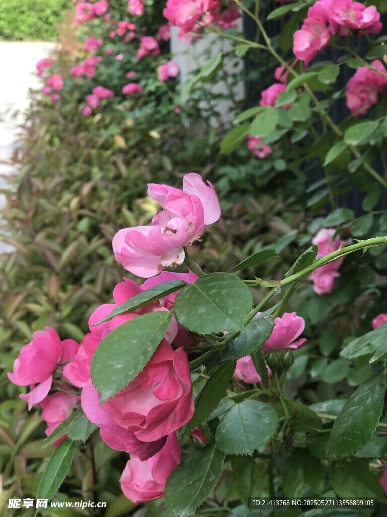 粉色蔷薇花丛