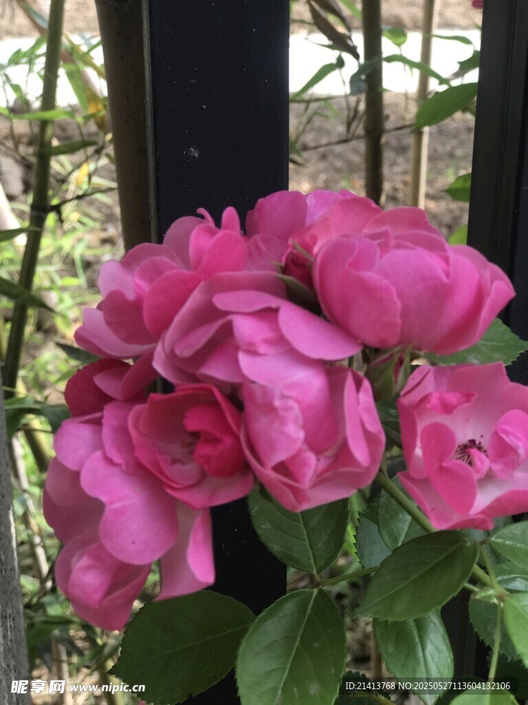 娇艳粉色月季花绽放