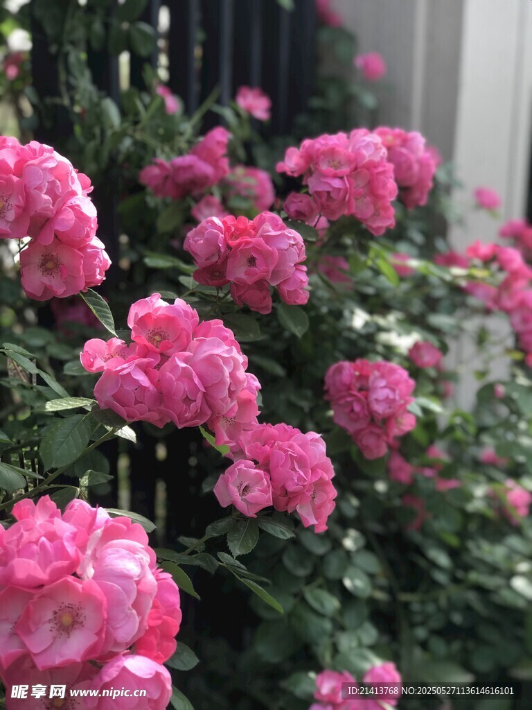 娇艳盛开的粉色月季花