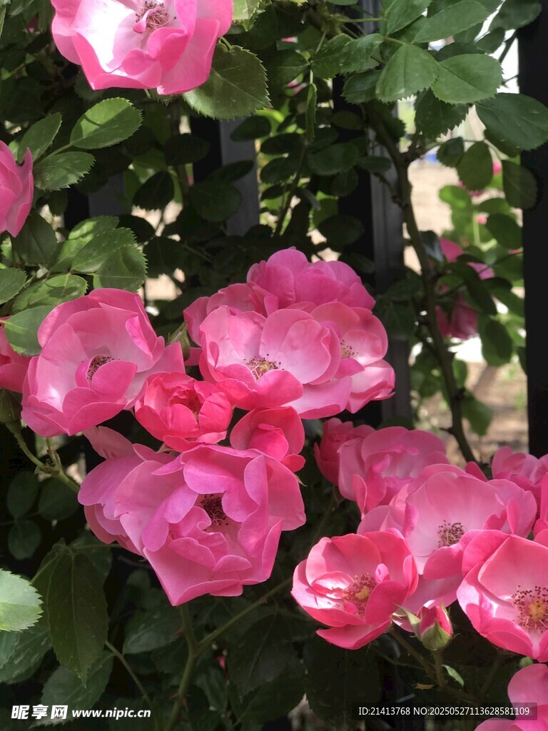 娇艳粉色月季花绽放