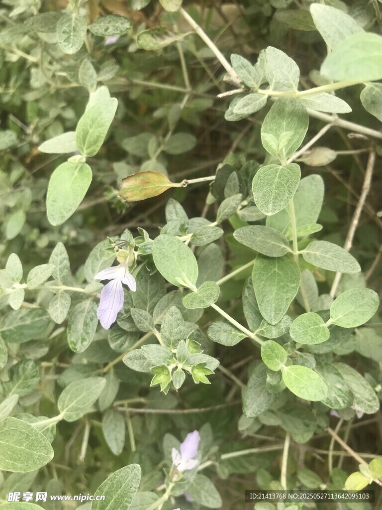 绿叶丛中的紫色小花
