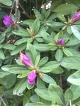 绽放的紫色杜鹃花