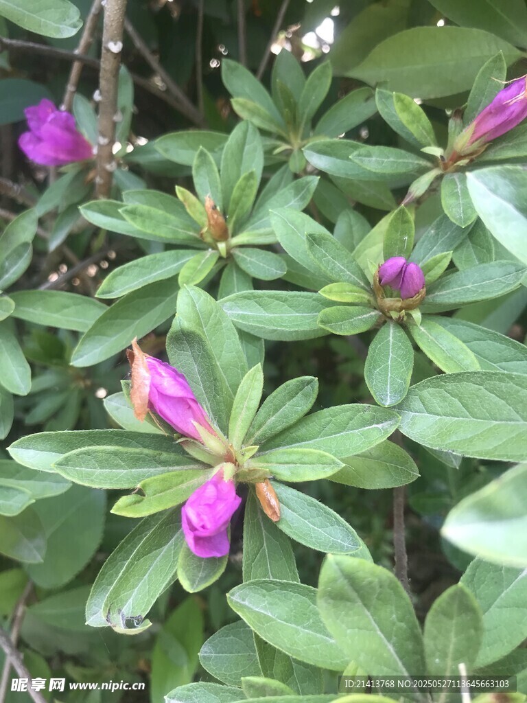 绽放的紫色杜鹃花