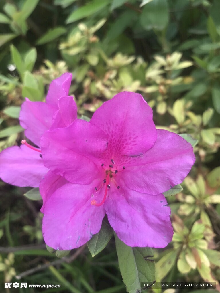 娇艳粉色杜鹃花绽放