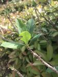 嫩绿枝叶生机盎然
