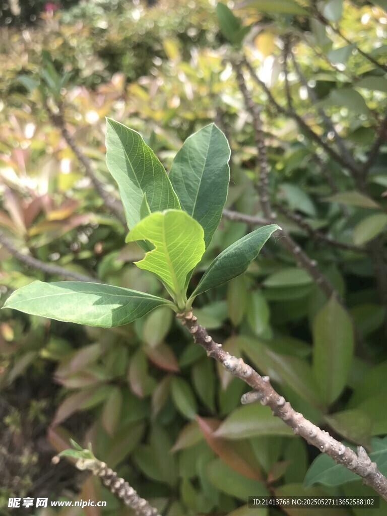嫩绿枝叶生机盎然