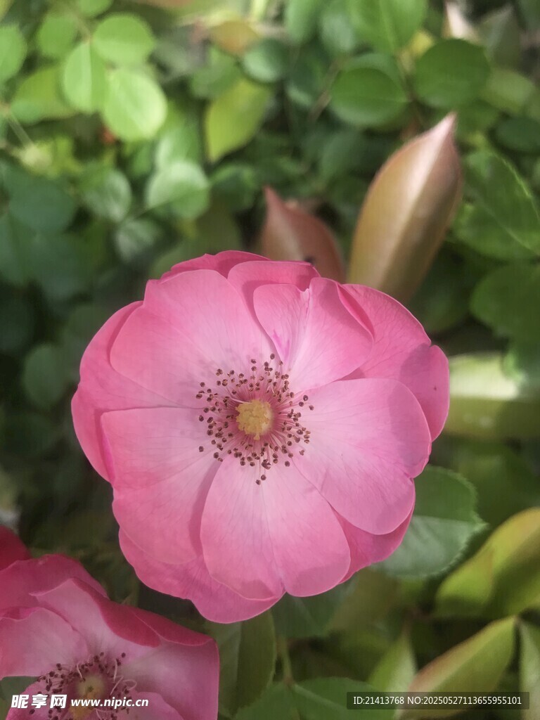 娇艳粉色蔷薇花绽放