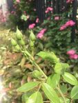 嫩绿花苞与繁茂花卉景象