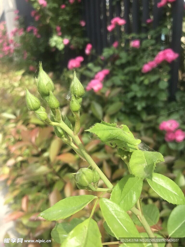 嫩绿花苞与繁茂花卉景象