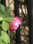 娇艳粉色花朵与绿叶相伴