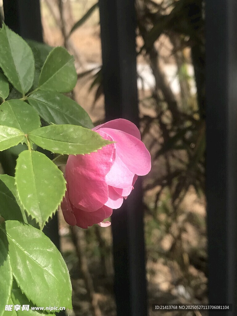 娇艳粉色花朵与绿叶相伴