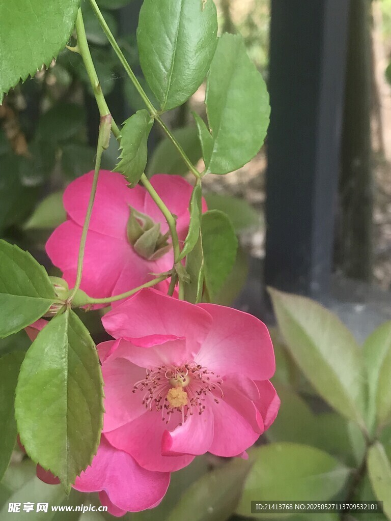 娇艳粉色花朵与绿叶相伴