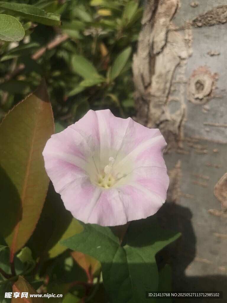 粉色牵牛花绽放