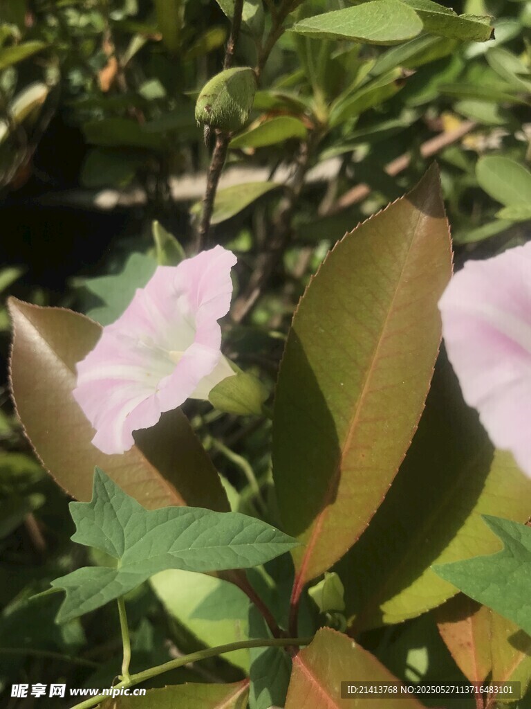 喇叭花