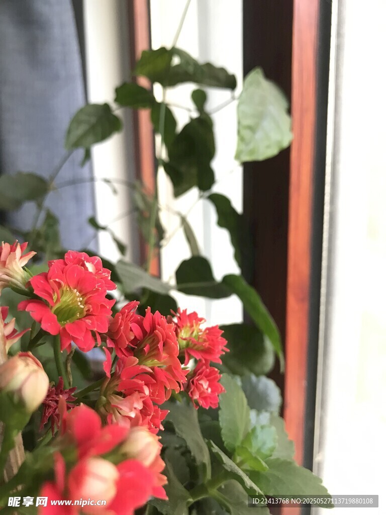 窗边绽放的鲜艳花卉