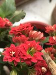 鲜艳红色长寿花绽放