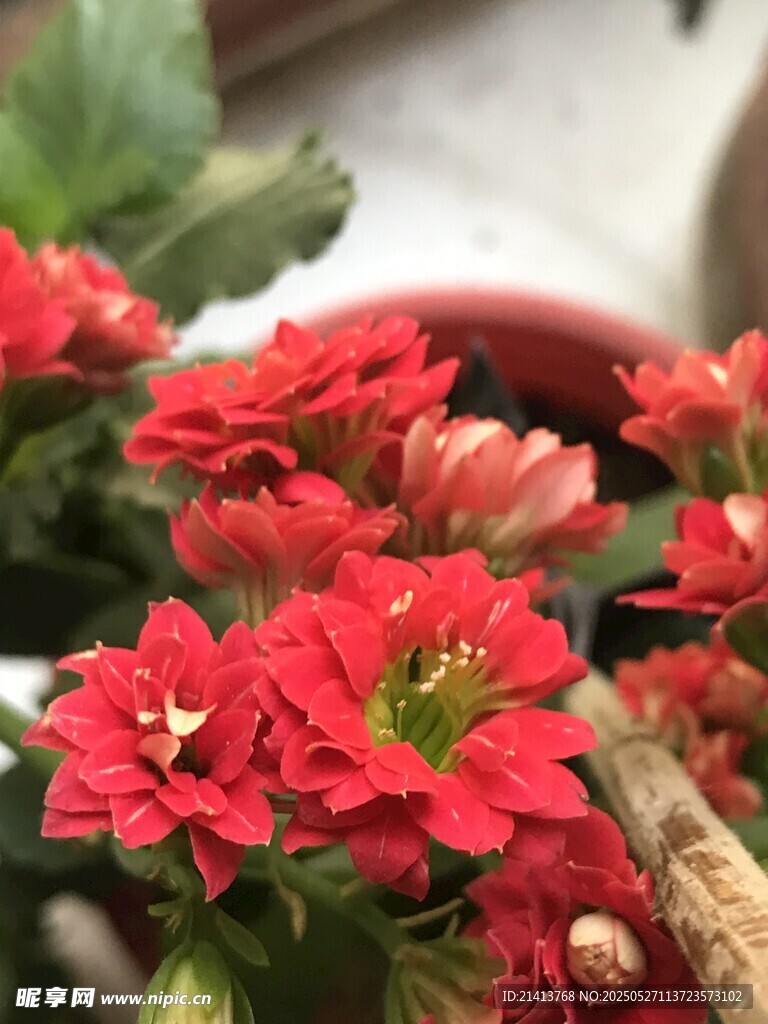鲜艳红色长寿花绽放