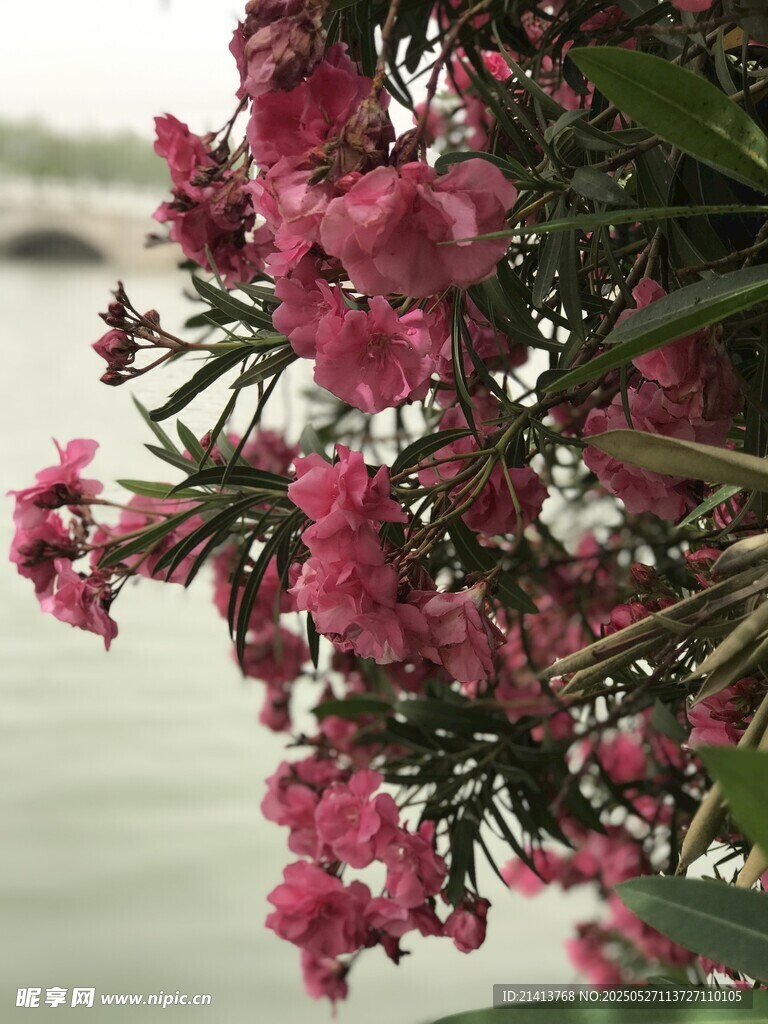 水边绽放的夹竹桃花