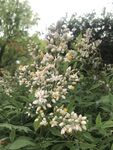 繁茂白花绽放于绿植间