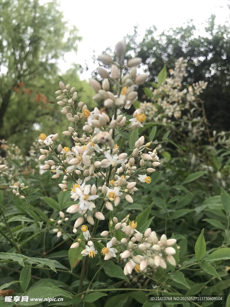 繁茂白花绽放于绿植间