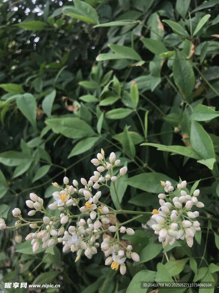 绿叶间绽放的白色小花