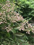 粉色小花绽放绿植间
