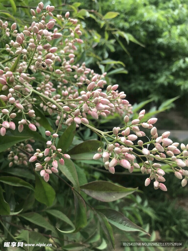 粉色小花绽放绿植间
